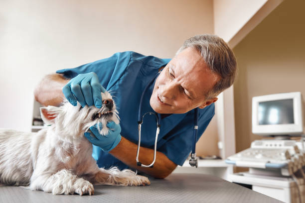 Best Emergency Tooth Extraction in Dawsonville, GA